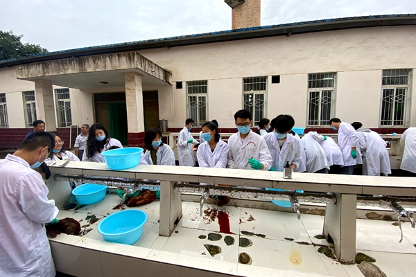 8fa5a0b812fb474295f113c702f25036.jpg 同学们进行屠宰前准备工作.jpg